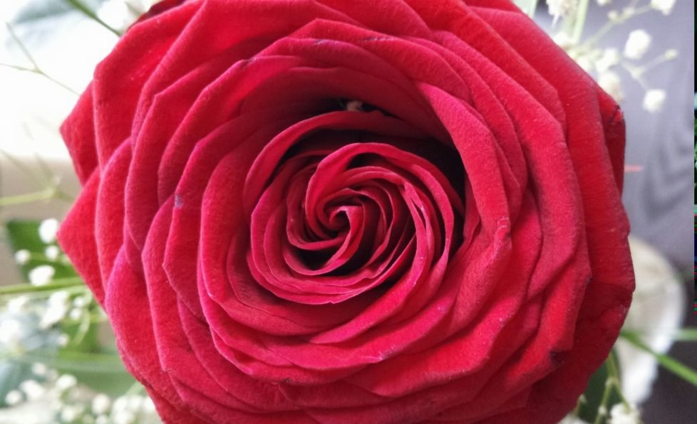 Rote Rose Markoaufnahme zum Valentinstag